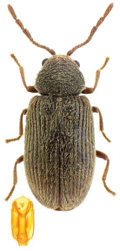 Homophthalmus rugicollis